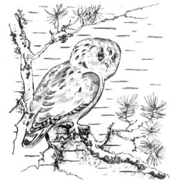 Owl