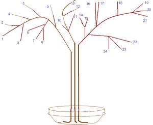 Acacia.The wood bead.