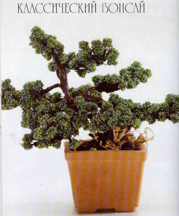 Classic bonsai