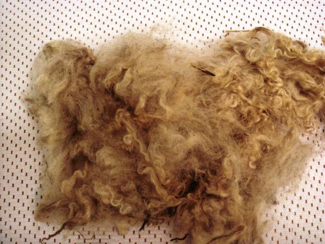 camel's wool