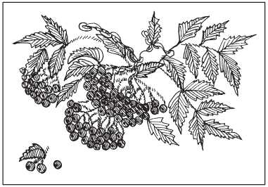 Panel a Sprig of Rowan