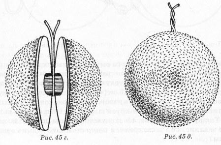 Make a pompom